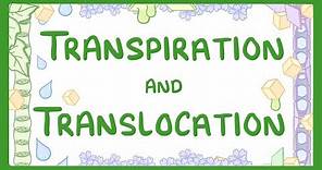 GCSE Biology - Transport in plants - Translocation (Phloem) and Transpiration (Xylem) #51