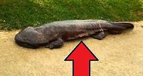 Everything You Need To know About Salamanders