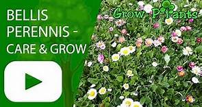 Bellis perennis - care & grow