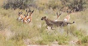 Presa contra depredadores: La supervivencia en el Serengueti
