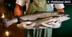 Genetically Engineered Salmon Approved for Consumption