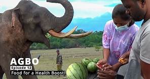 Wildlife Heroes Secretly Include Medicine in Majestic Elephant's Food for a Health Boost| Episode 12