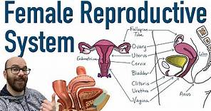 Female Reproductive System - Structure and Function
