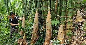 Giant bamboo shoots. Harvest and store. Green forest life (ep204)