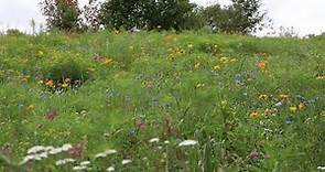 Wildflower Field Update : Was it FINALLY Worth it? : Pollinators Galore! Flower Hill Farm