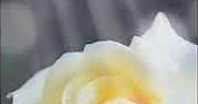 white roses wallpaper