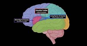 Cerebral Cortex (Function, Covering, Lobes, Sulcus, Gyrus, Fissures) | Anatomy