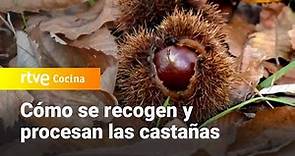 Cómo se recoge y procesa la castaña - Aquí la Tierra | RTVE Cocina