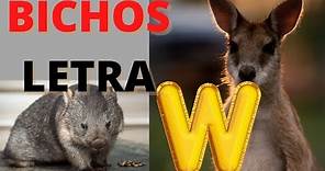 Bichos que começam com a letra W - Letra W do alfabeto - Quais são os animais que começam com W.