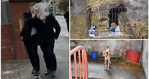 Man already banned from owning animals jailed for keeping 29 dogs in filthy conditions