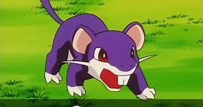 Rattata evolution ----Know about your pokemon