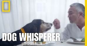 New Episodes | Dog Whisperer