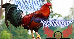 Roundhead : The 4 Foundation Bloodlines Part 3