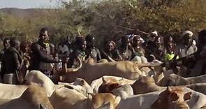 Bull jumping ceremony # Hamer tribe #Ethiopia's