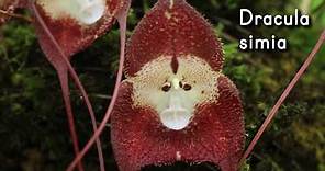 Orquídea Dracula simia 🐵 Cara de Mono