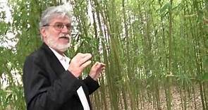 ROBERTO PAZZI - il bosco di canne di bambù