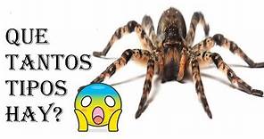 Tipos de arañas // Conoce estas especies de arañas?