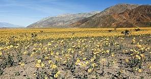 California 101: Death Valley National Park