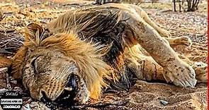 Depredador Brutal En Las Praderas De África | Documental De Animales