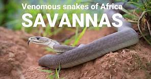 The venomous snakes of Africa - SAVANNAS, Boomslang, Rinkhals, spitting cobras, Black mamba