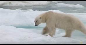 獨家：北極熊追殺熊寶寶罕見畫面
