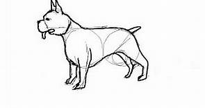 Como dibujar un perro boxer paso a paso