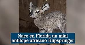 Así es el mini antílope africano Klipspringer que ha nacido en Florida