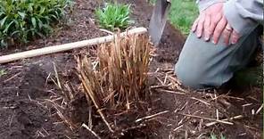 How to Divide Ornamental Grasses