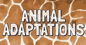 What Are Animal Adaptations?