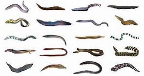Types of Eels | 20 Different Types of Eels #eels #fish #fishspecies