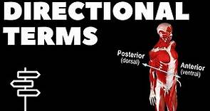 Anatomical Terminology - Directional Terms