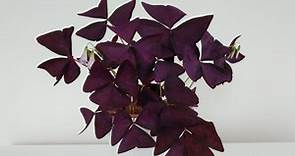 Oxalis Triangularis Care - How To Grow Purple Shamrock - Smart Garden Guide