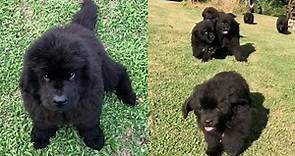 Adorable Newfoundland Puppies Have A Party