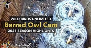 2021 Barred Owl Cam Season Highlights | Cornell Lab | Wild Birds Unlimited