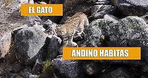 ✔️Un Animalito en Peligro de Extinsion - El Gato Andino
