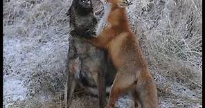 Fox vs dog. Top attacks. Fox stronger dog. Fox bolder dogs