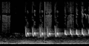 Bird song spectrogram 2