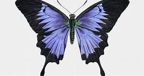 Top 5 Facts ABout Butterfly | Types Of Butterflies | Vibrant Colors | Nature's Gift | Beauty Facts |