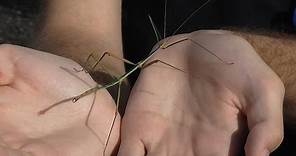Focus on Species: Stick Insects (Phasmatodea)