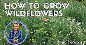 How to grow wildflowers in your garden and the benefits they bring