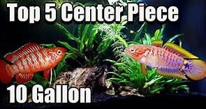 Top 5 Center Piece Fish for Your 10 Gallon Fish Tank!
