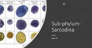 Protozoan Parasitology: Lec. 2 Sarcodina part 1
