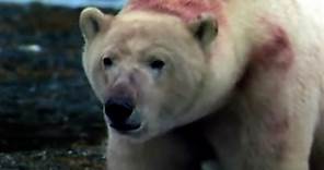 Polar Bears Ambush a Colony of Walruses | Polar Bear Battlefield | BBC Earth