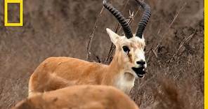 Les incroyables capacités de résilience de la gazelle à goitre