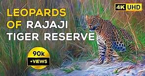 Leopards of Rajaji Tiger Reserve 2023 (Uttarakhand) - 4K Video Hindi | हिन्दी