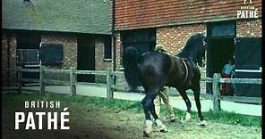 Hackney Horses (1959)