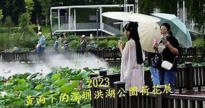 2023 黃雨下的深圳洪湖公園 - 荷花展第一天