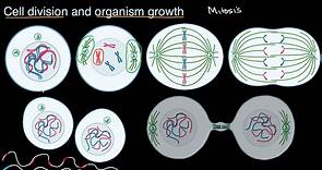 Cell division and organism growth