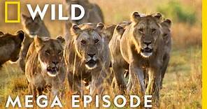 World's Deadliest MEGA EPISODE | Season 1 Full Episodes | Nat Geo Wild