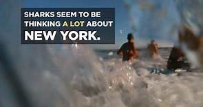 Sharks and the City: NYC - Sneak Peek